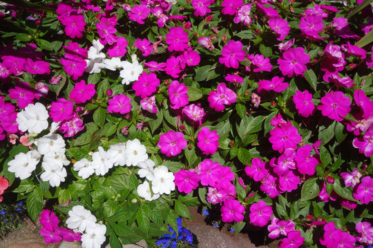 Magenta and white impatiens flowers blooming profusely among dense green foliage in a garden bed setting
