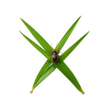 Green aloe vera leaves crossed shape design isolated on transparent background