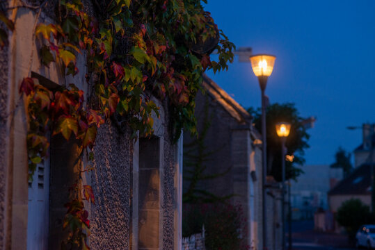 Tranquil evening street scene with lamp posts and leafy vines