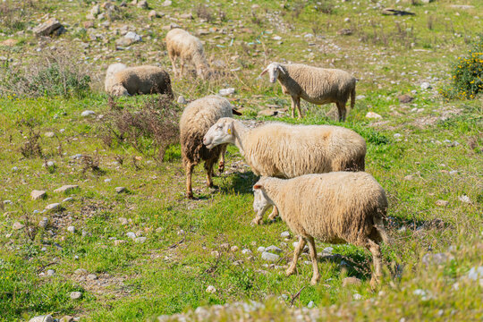 Flock of sheep grazing on green meadow field on sunny spring day in rural countryside