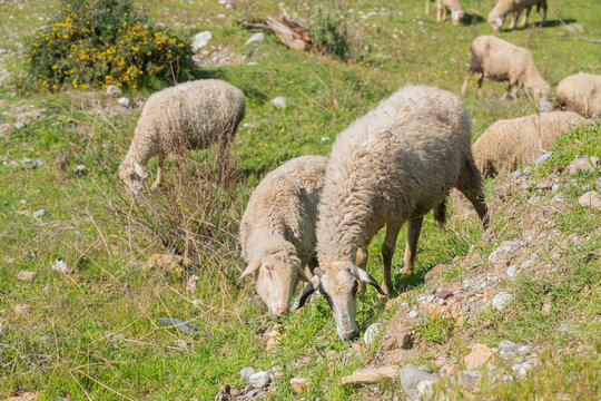 Flock of sheep grazing on green meadow field on sunny spring day in rural countryside