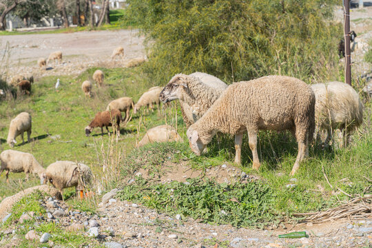 Flock of sheep grazing on green meadow field on sunny spring day in rural countryside