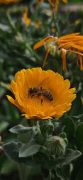 abeja en flor