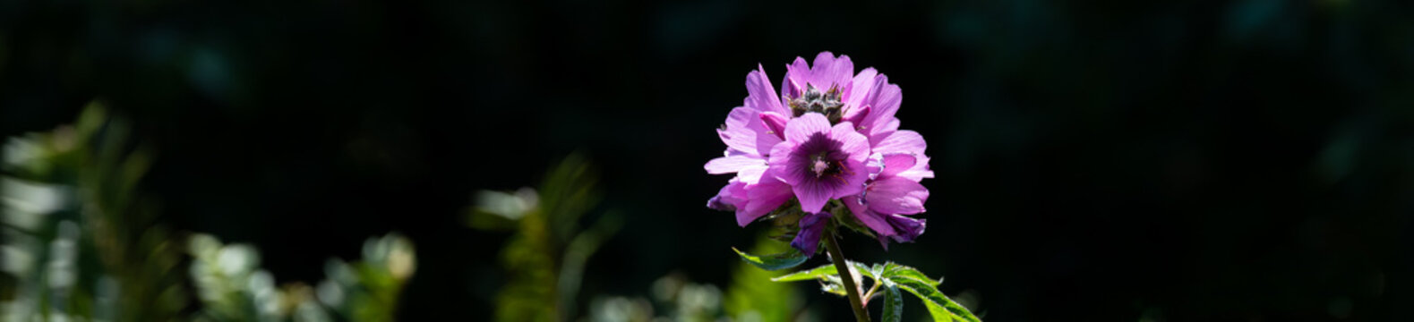 Pink flower of Bluff Checkermallow, Sidalcea Hirtipes, plant blooming and backlit by the sun on a bluff on the Oregon Coast, native wildflower as a nature background
