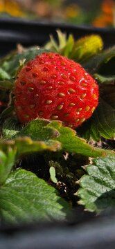 frutilla 