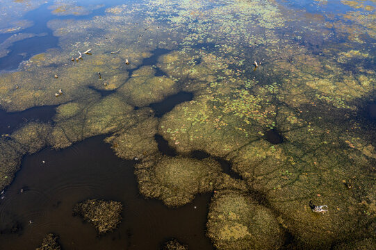 Aerial view of Lake Provala with dense aquatic vegetation and lily pads floating on the calm dark water in Plocica, Vojvodina, Serbia.