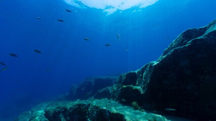 underwater scene with coral reef © チャッキー