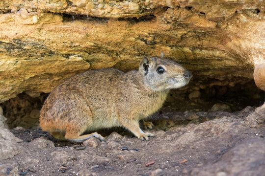 A rock cavy in a rock crevice at Serra da Capivara National Park, Brazil.