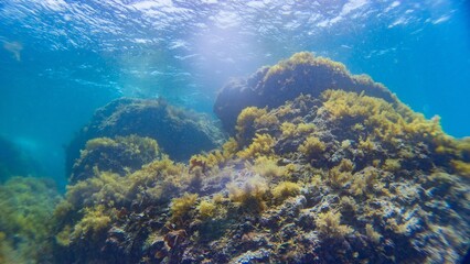 coral reef and diver © チャッキー