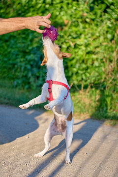 Small terrier stands on its hind legs and reaches for ball held by man