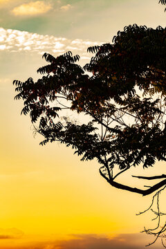 Silhouette of tree branches and leaves against dramatic orange and yellow sunset sky background