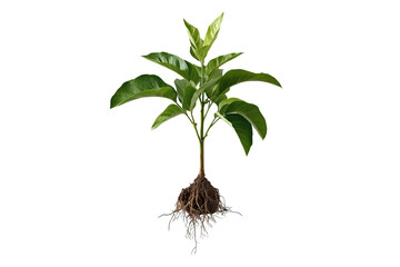 Fototapeta premium Small leafy seedling with soil and roots isolated on transparent background
