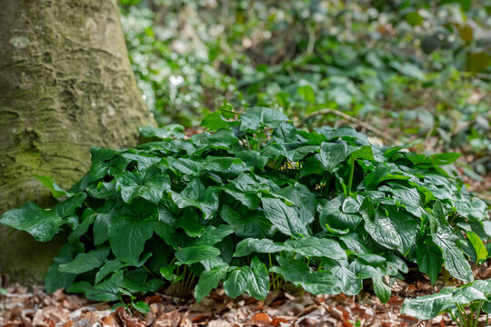 Gefleckter Aronstab (Arum maculatum)