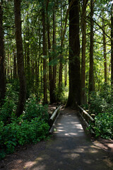 Obraz premium Entrance to Darlingtonia State Natural Site, trail over wood bridge into forest on Oregon coast, travel to see rare plants 
