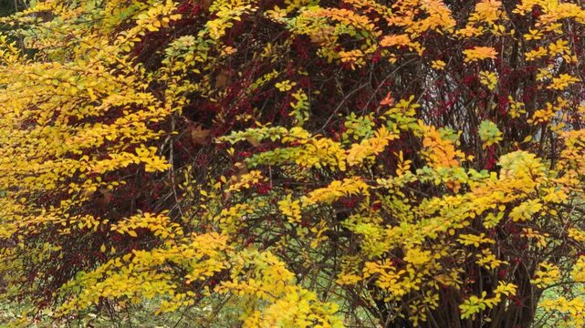 Dense cornus (dogwood) shrub with rich golden-yellow autumn leaves. Warm natural tones, saturated fall color palette. Concept: seasonal transformation, natural warmth, fall mood.