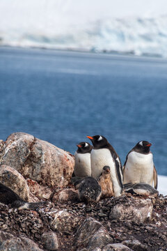 Close-up of nesting Gentoo Penguin -Pygoscelis papua- with their chicks at Cierva Cove colony, on the Antarctic peninsula