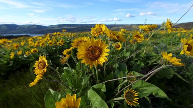 Balsamroot wildflowers on Rowena Crest in the Columbia River Gorge, Oregon.