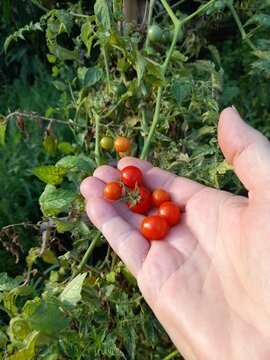 Handful of homegrown cherry tomatoes over green leaves