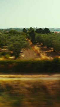 Rows of olive trees in the natural landscape of Calabria