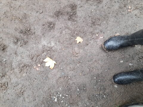 Top view of rubber boots on wet dirt with fallen yellow leaf