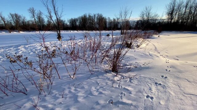 Red osier dogwood (Cornus sericea) branches casting long shadows over pristine snow on a frozen shoreline during golden hour.