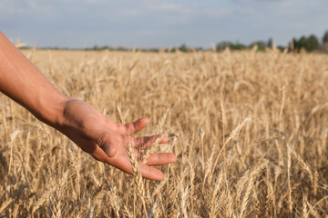 Obraz premium Man touching ripening wheat spikes in field, closeup. Space for text