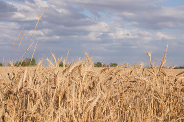 Obraz premium Golden wheat ears growing in field under cloudy sky, closeup
