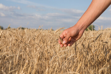 Obraz premium Man touching ripening wheat spikes in field, closeup. Space for text