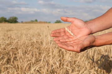Obraz premium Man holding wheat spike in field, closeup. Space for text
