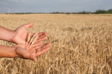 Obraz premium Man holding wheat spikes in field, closeup. Space for text