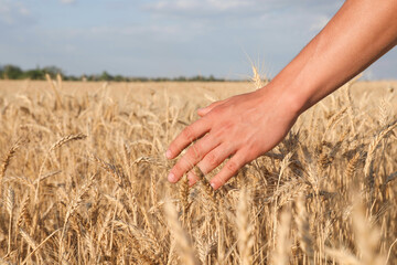 Obraz premium Man touching ripening wheat spikes in field, closeup. Space for text