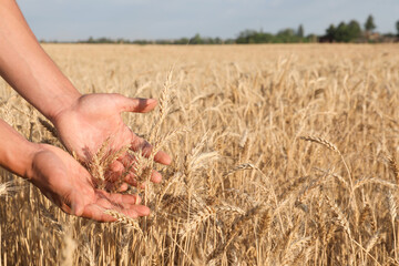 Obraz premium Man touching ripening wheat spikes in field, closeup. Space for text