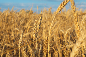 Obraz premium Golden wheat ears growing in field under blue sky on sunny day, closeup