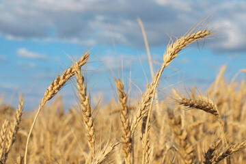 Obraz premium Golden wheat ears growing in field under cloudy sky, closeup