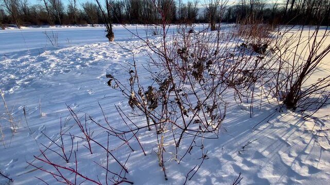 Red osier dogwood (Cornus sericea) branches casting long shadows over pristine snow on a frozen shoreline during golden hour.