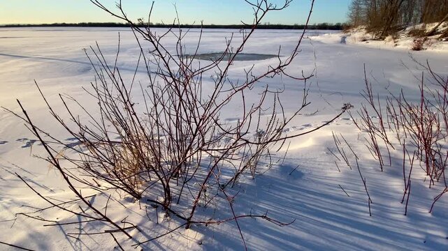 Red osier dogwood (Cornus sericea) branches casting long shadows over pristine snow on a frozen shoreline during golden hour.