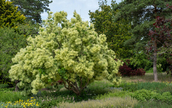 Colourful mixed border under cotinus smoke tree at Wisley garden, Surrey UK. The perennial flower beds are planted in swathes of contrasting colours and textures. Landscaped by Piet Oudolf.