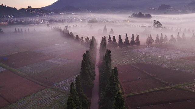 Aerial view of a tree-lined path leading through misty agricultural fields near Candi Arjuna Dieng in Indonesia.