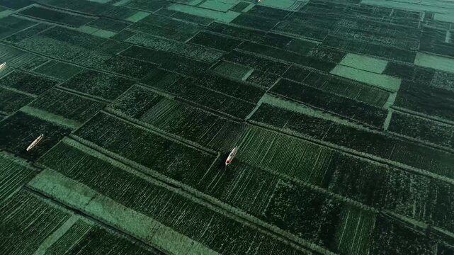 Aerial view of a small boat navigating through lush green seaweed farming plots in the shallow waters of Nusa Penida, Bali, Indonesia.
