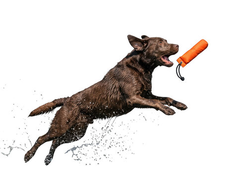 Happy brown labrador dog jumping in the air and catching an orange toy in its mouth during a fun game of fetch isolated on transparent background