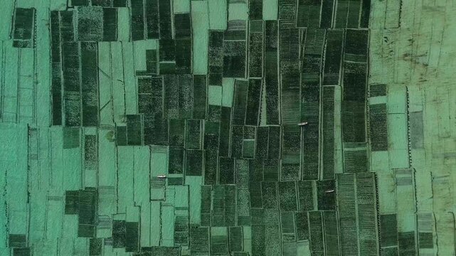 Aerial view of seaweed farming plots in the shallow turquoise waters with small boats navigating the geometric patterns near Nusa Penida, Bali, Indonesia.