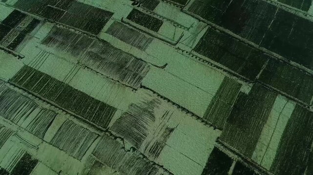 Aerial view of seaweed farming fields with geometric patterns and textures in the shallow coastal waters of Nusa Penida, Bali, Indonesia.