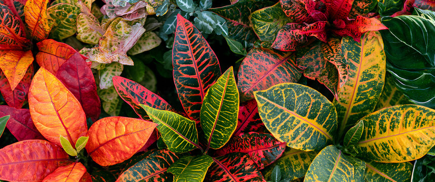 Overhead shot of colorful croton foliage in the garden
