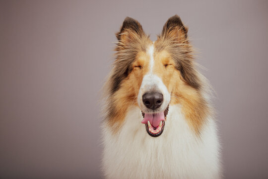 Close-up portrait of a happy sable and white Rough Collie with a funny expression sitting in front of a grey background