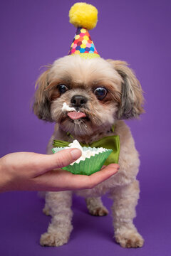 Close-up of a greedy Shih Tzu wearing a party hat eating whipped cream from a cup cake case