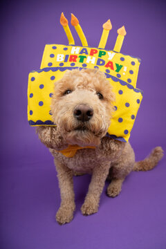 Portrait of a goldendoodle wearing a Happy Birthday party hat sitting in front of a purple background