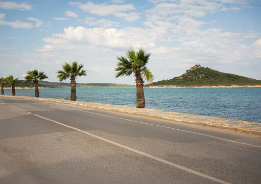 Row of Roadside palm trees along a coastal road, Ayvalik, Balikesir Province, Turkey