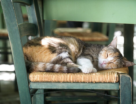 Close-up of a tri-colour cat sleeping on a chair on a hot day