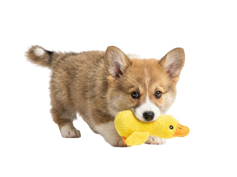 Cute fluffy corgi puppy holding a yellow squeaky duck toy in its mouth isolated on transparent background