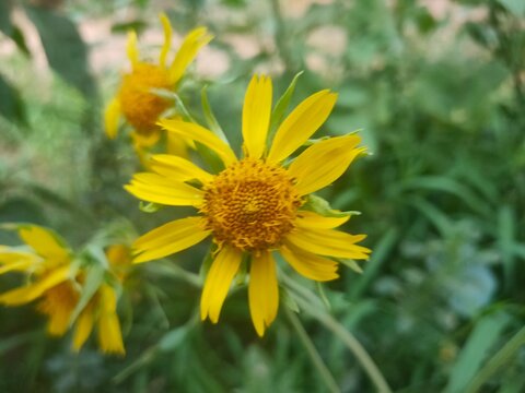 Golden Crownbeard (Verbesina encelioides) Yellow Wildflower Close-Up
